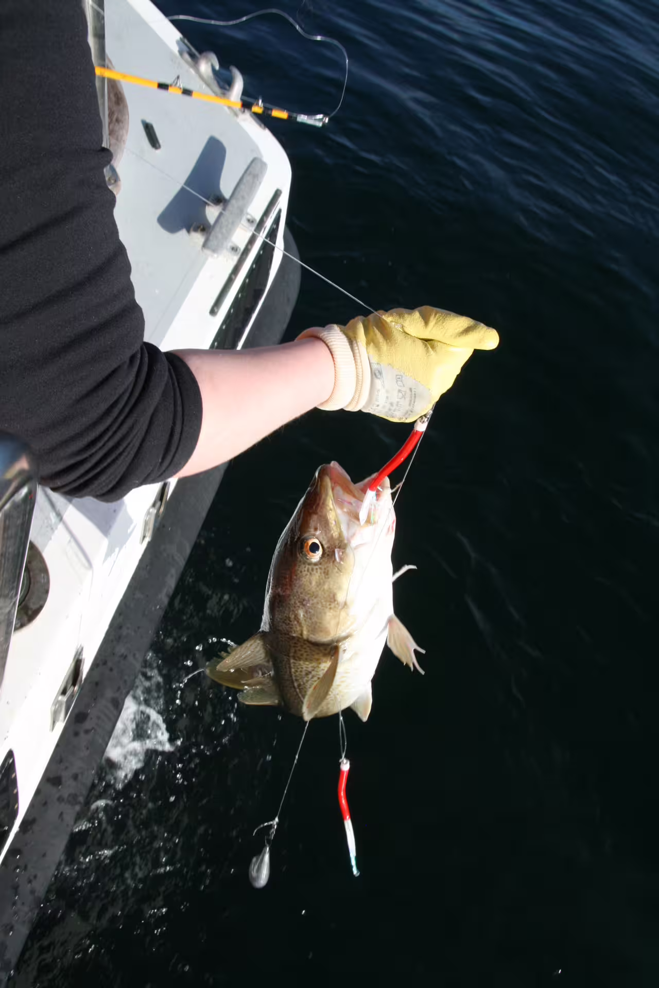 Angler holding freshly caught cod fish on hook beside fishing boat in Reykjavik waters