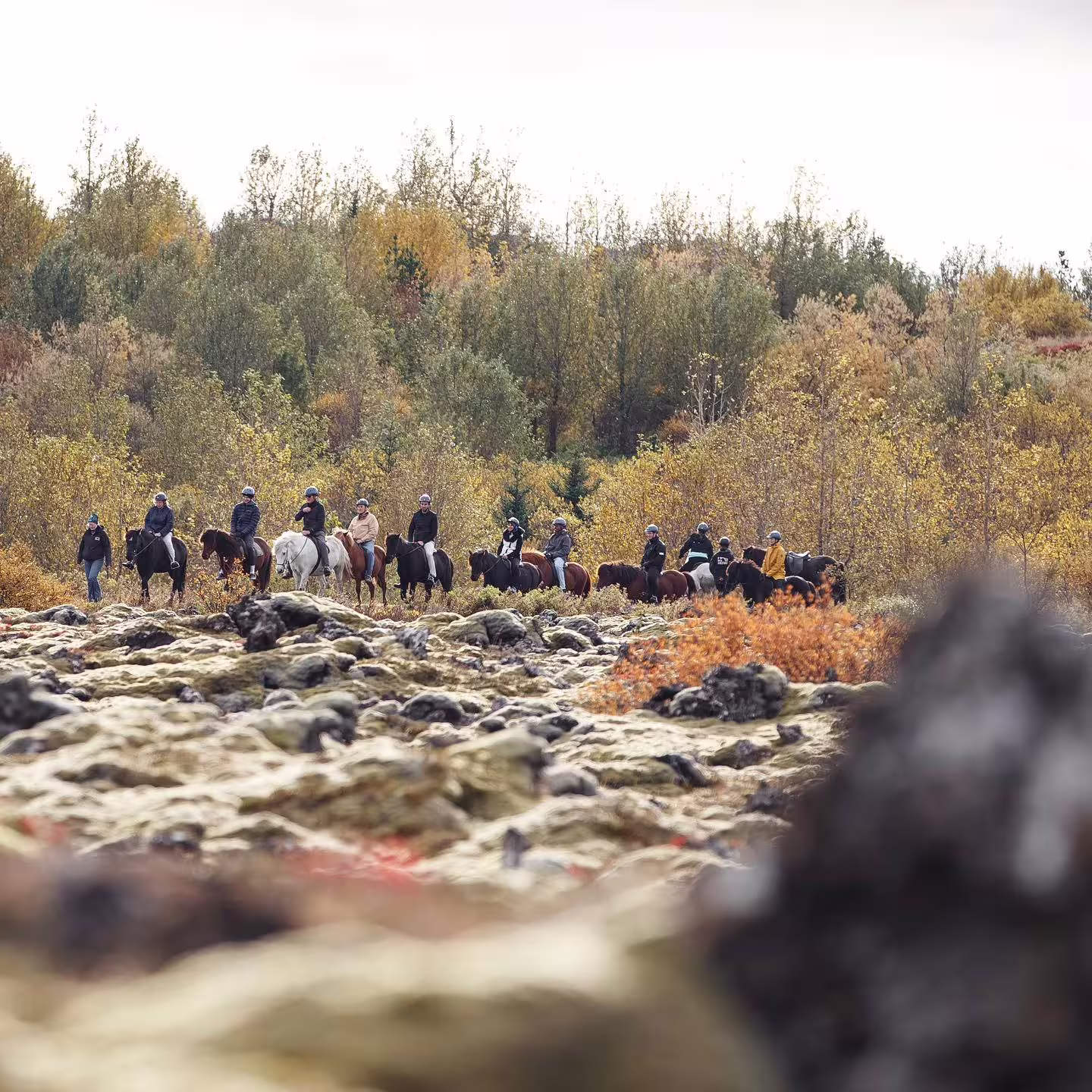 Group of riders on horseback traversing an autumn lava field landscape near Reykjavik