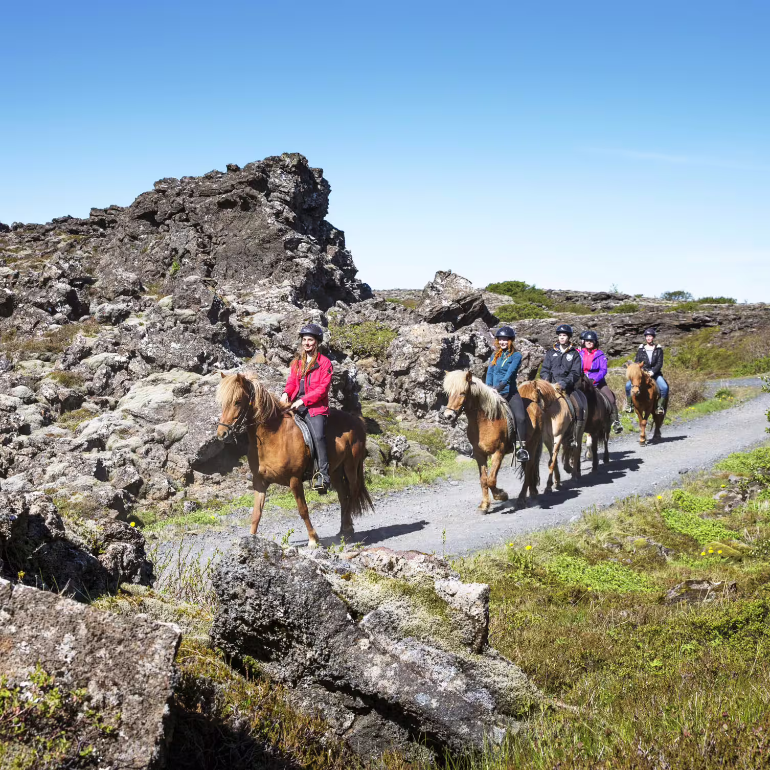 Group of riders on Icelandic horses trekking along a lava rock trail under clear blue sky