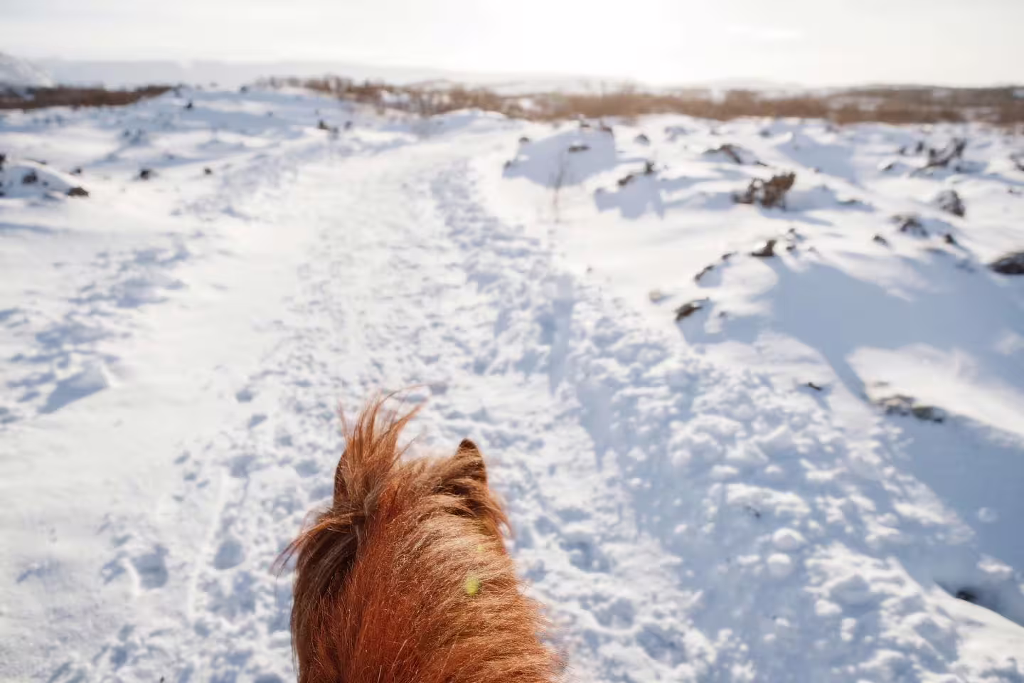 Rider's view from horseback on a snowy trail in Reykjavik winter landscape