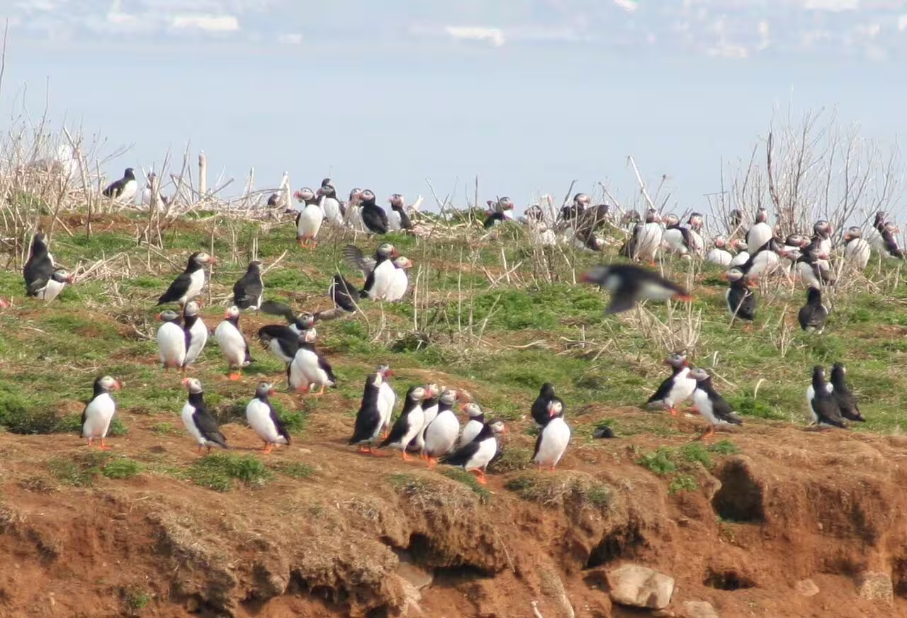 Large colony of Atlantic puffins gathered on grassy coastal cliffs in Reykjavik Iceland
