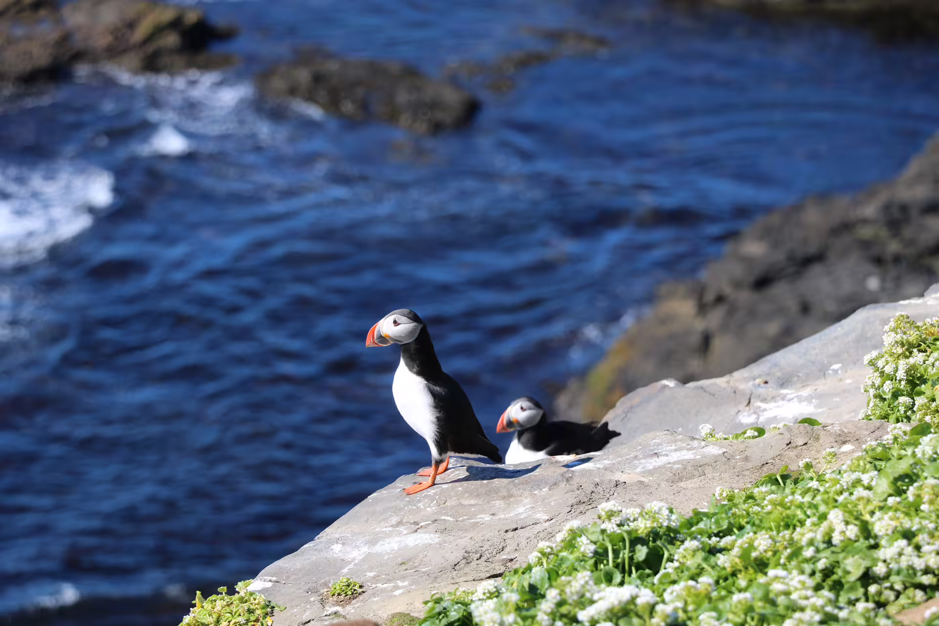 Two Atlantic puffins standing on coastal cliffs above blue ocean waters in Reykjavik Iceland