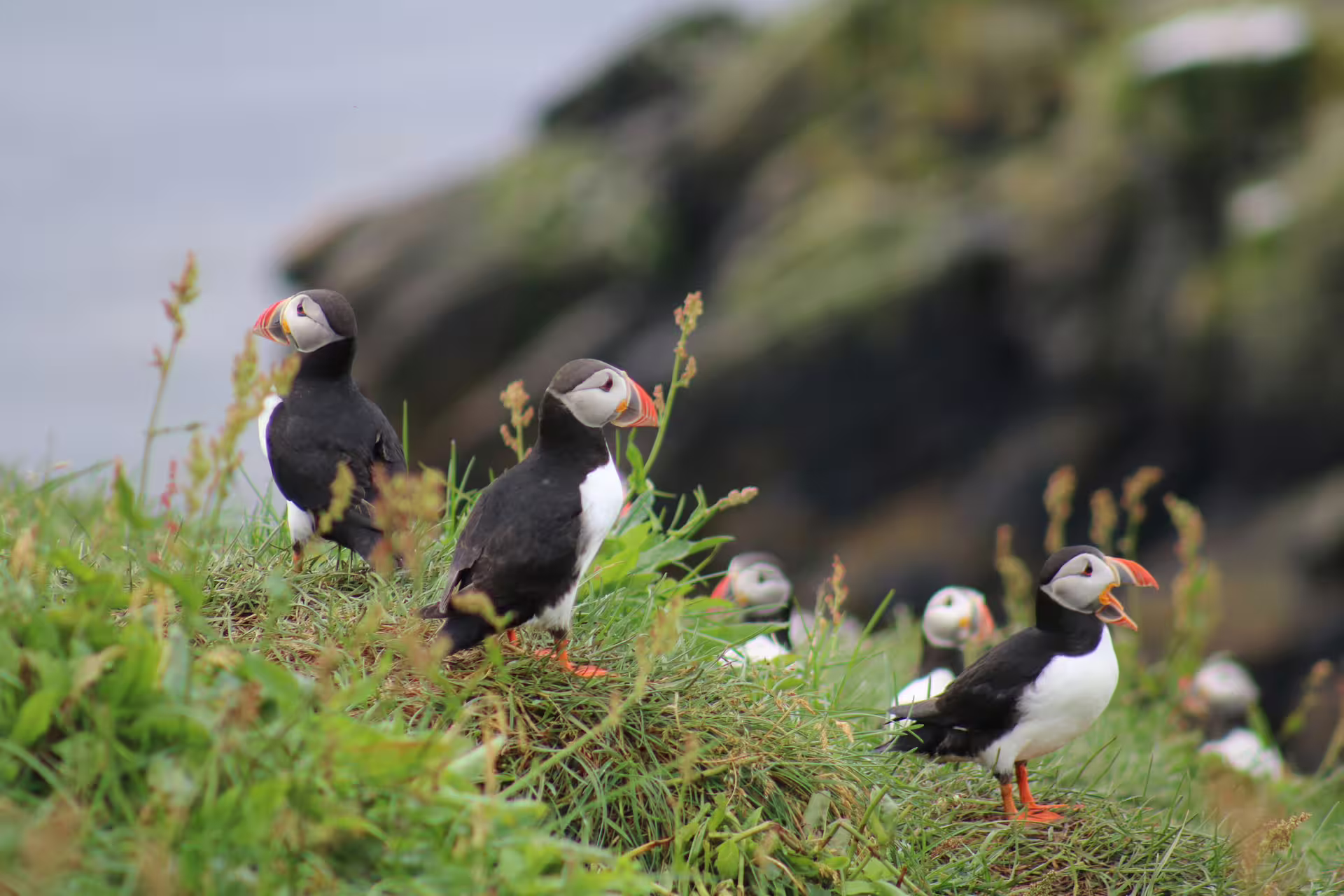 Group of Atlantic puffins with colorful orange beaks standing on grassy coastal cliffs in Reykjavik, Iceland