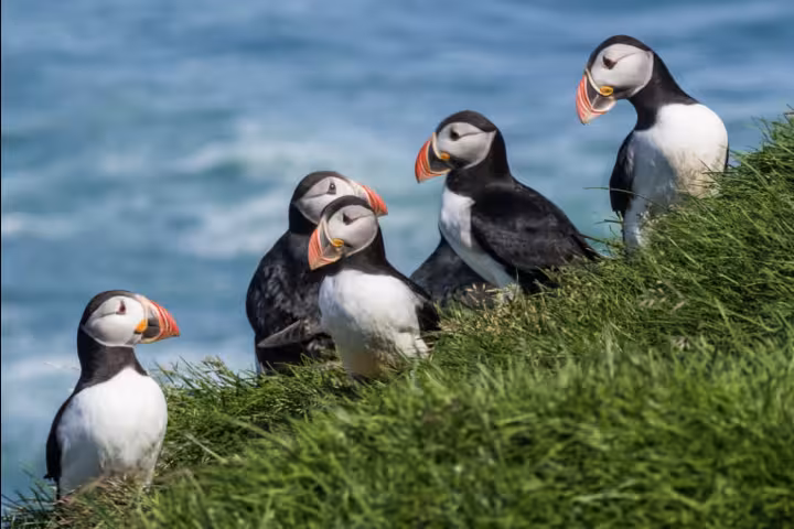 Five Atlantic puffins with colorful beaks resting on a green grassy coastal cliff by the ocean in Reykjavik