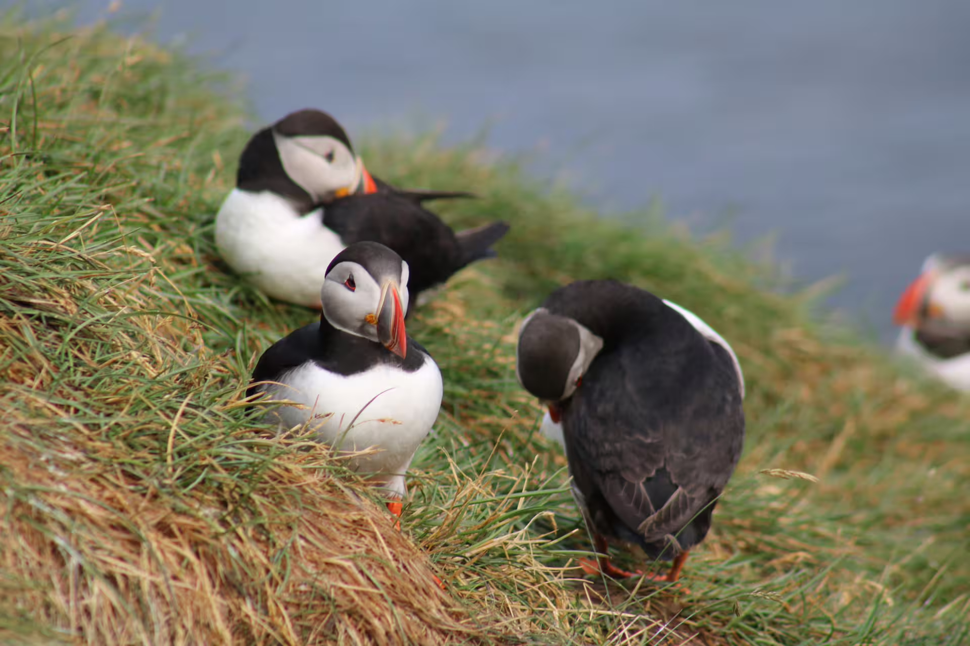 Atlantic puffins resting on a grassy clifftop in Reykjavik during a Faxafloi Bay seabird boat tour