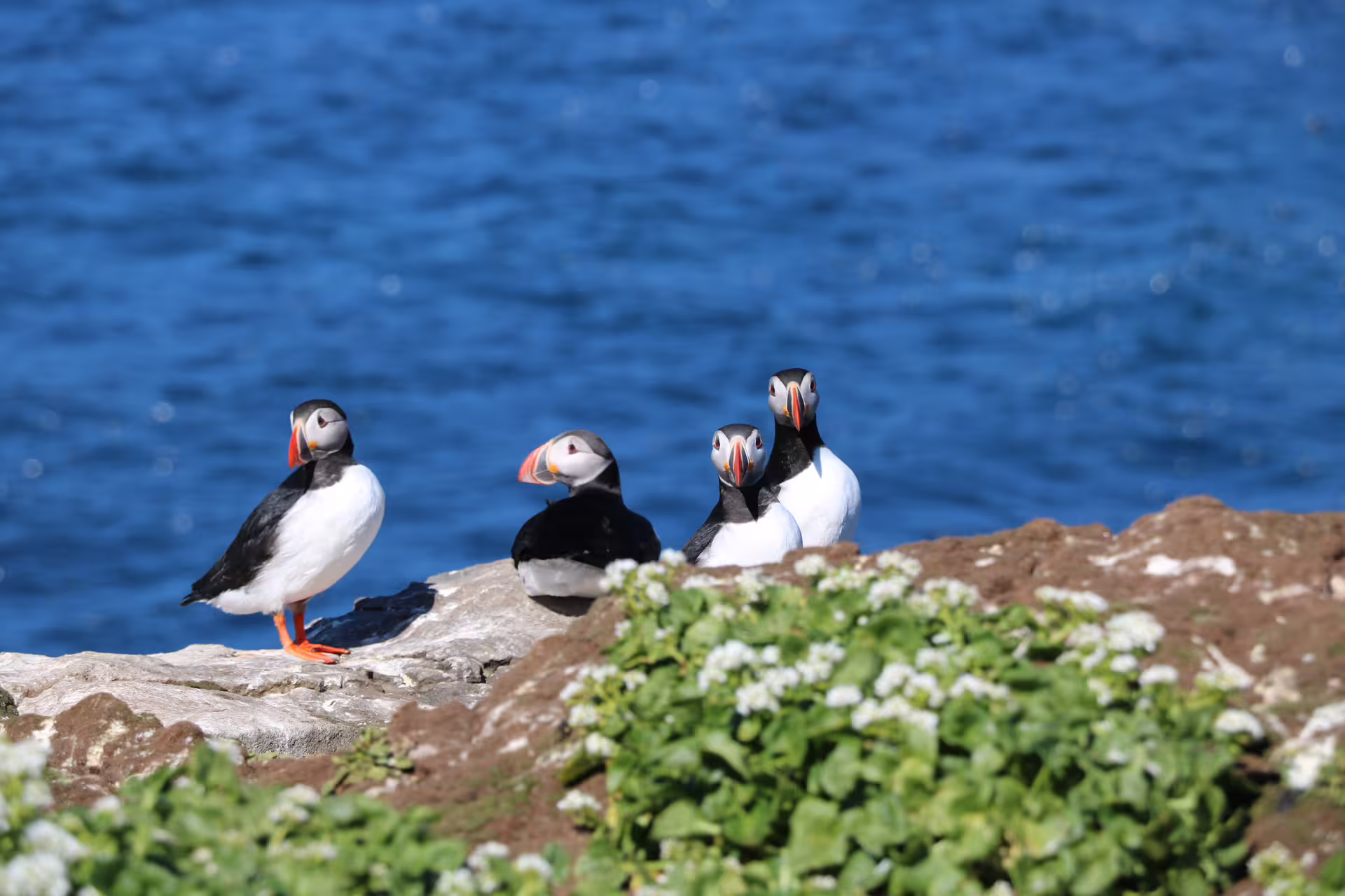 Four Atlantic puffins perched on rocky coastal cliffs with blue ocean water in background