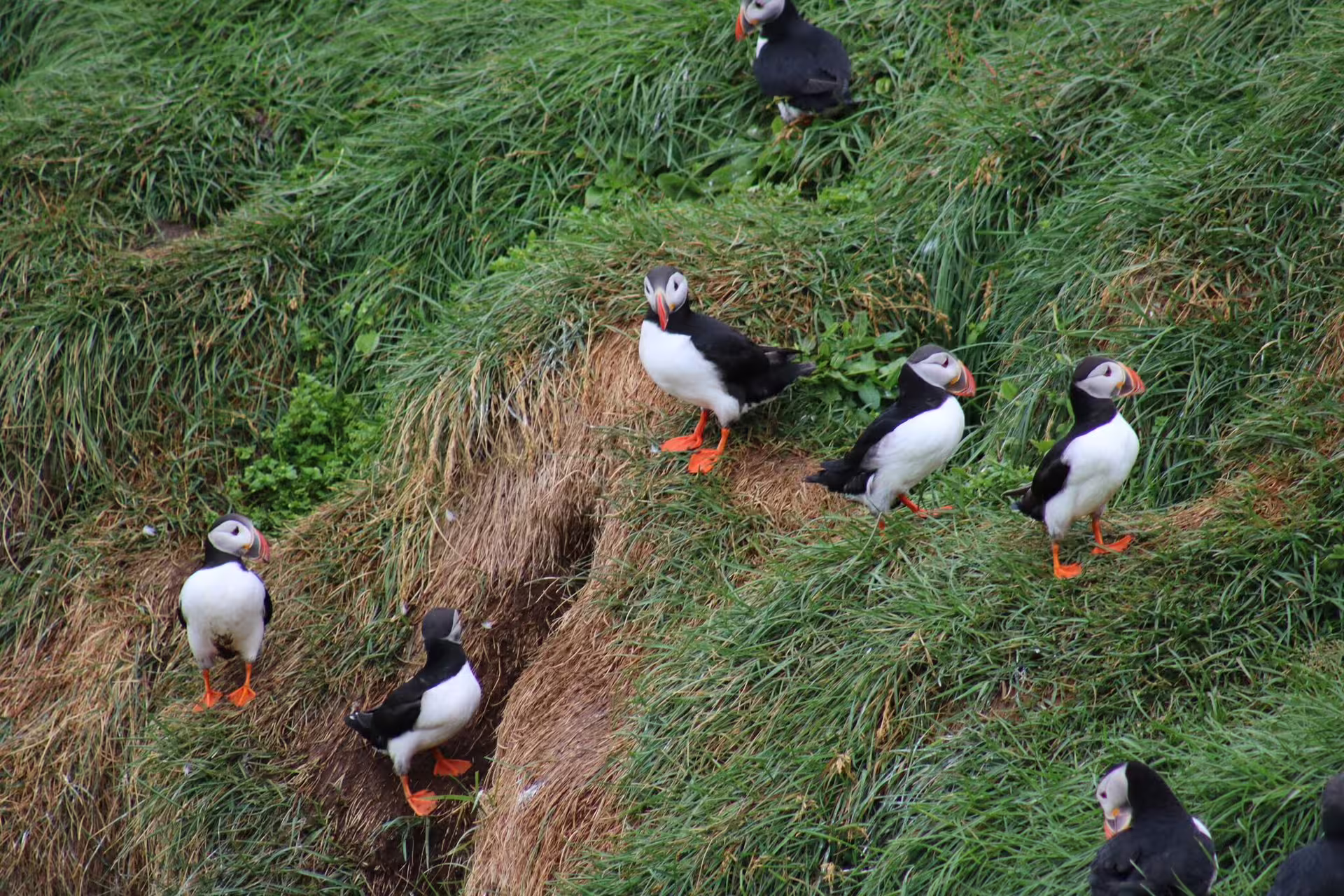 Group of Atlantic puffins with orange beaks standing on grassy coastal cliffside in Reykjavik