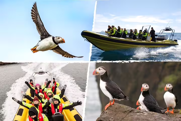 Collage of puffins in flight and on rocks with groups of tourists on yellow and green RIB speedboats in Iceland