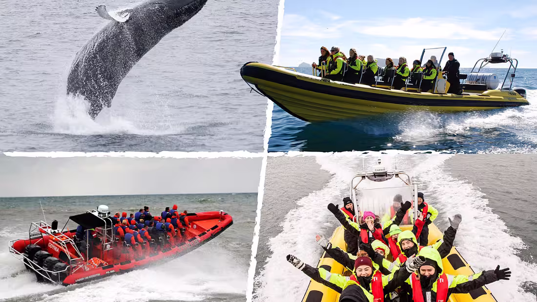 A cover photo for a whale watching speedboat tour featuring people in RIBs and whales