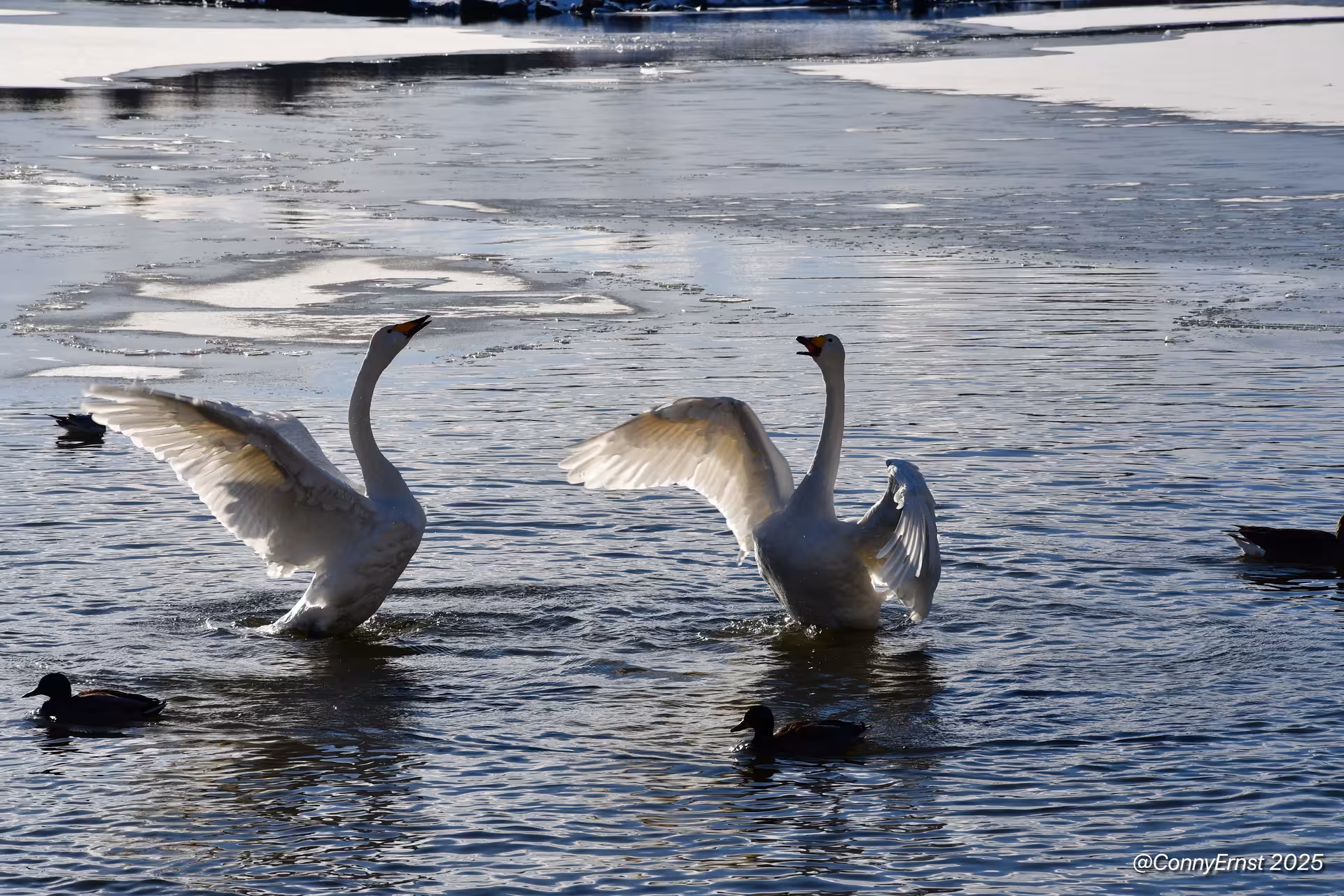Two white swans spreading wings on a partially frozen lake in Reykjavik winter landscape