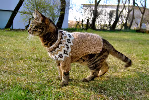 A Cat with a Wool Sweater