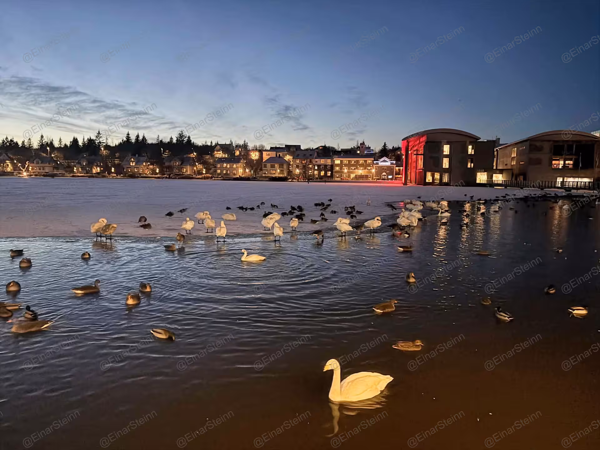 Swans and ducks on partially frozen Tjörnin lake at dusk with illuminated Reykjavik cityscape behind