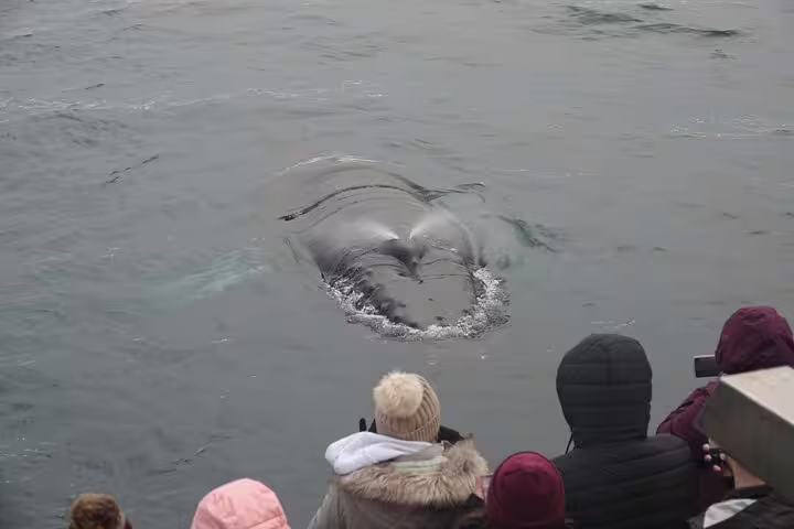 Whale surfacing near boat during Reykjavik whale watching tour with tourists watching from deck