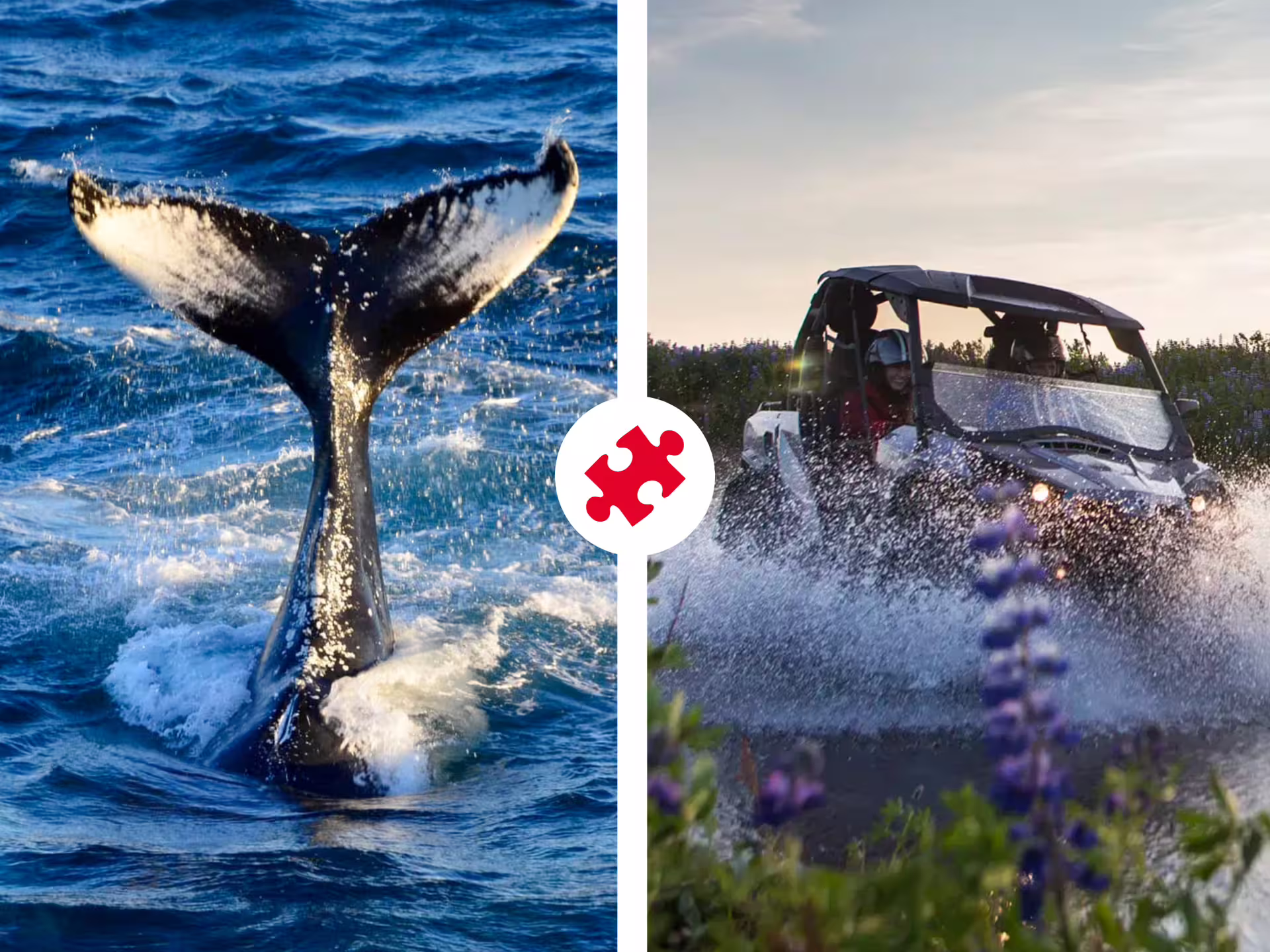 Humpback whale tail breaching ocean waves alongside buggy splashing through wildflowers in Iceland