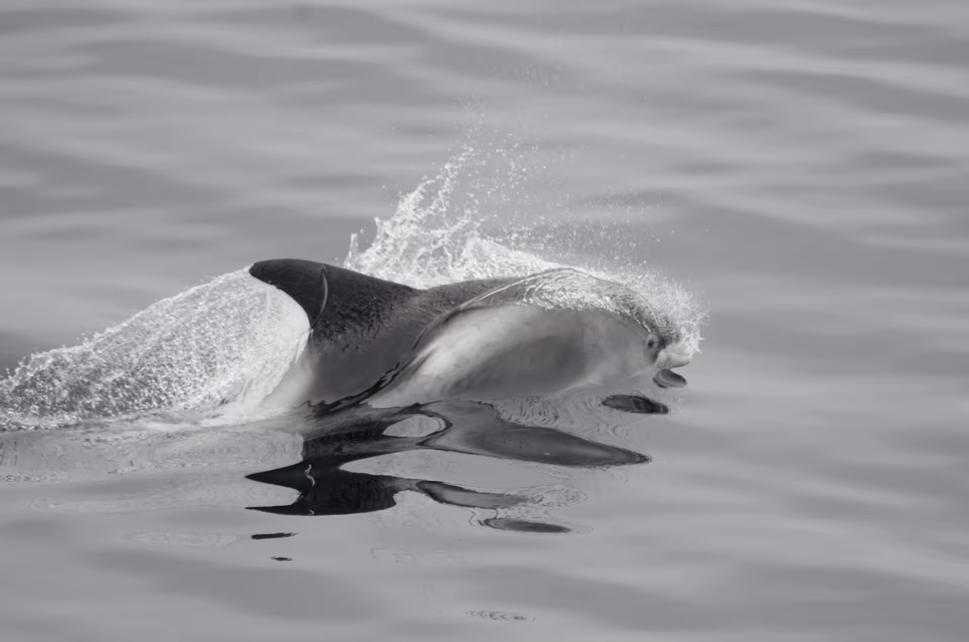 Dolphin leaping through ocean waves in black and white near Reykjavik waters