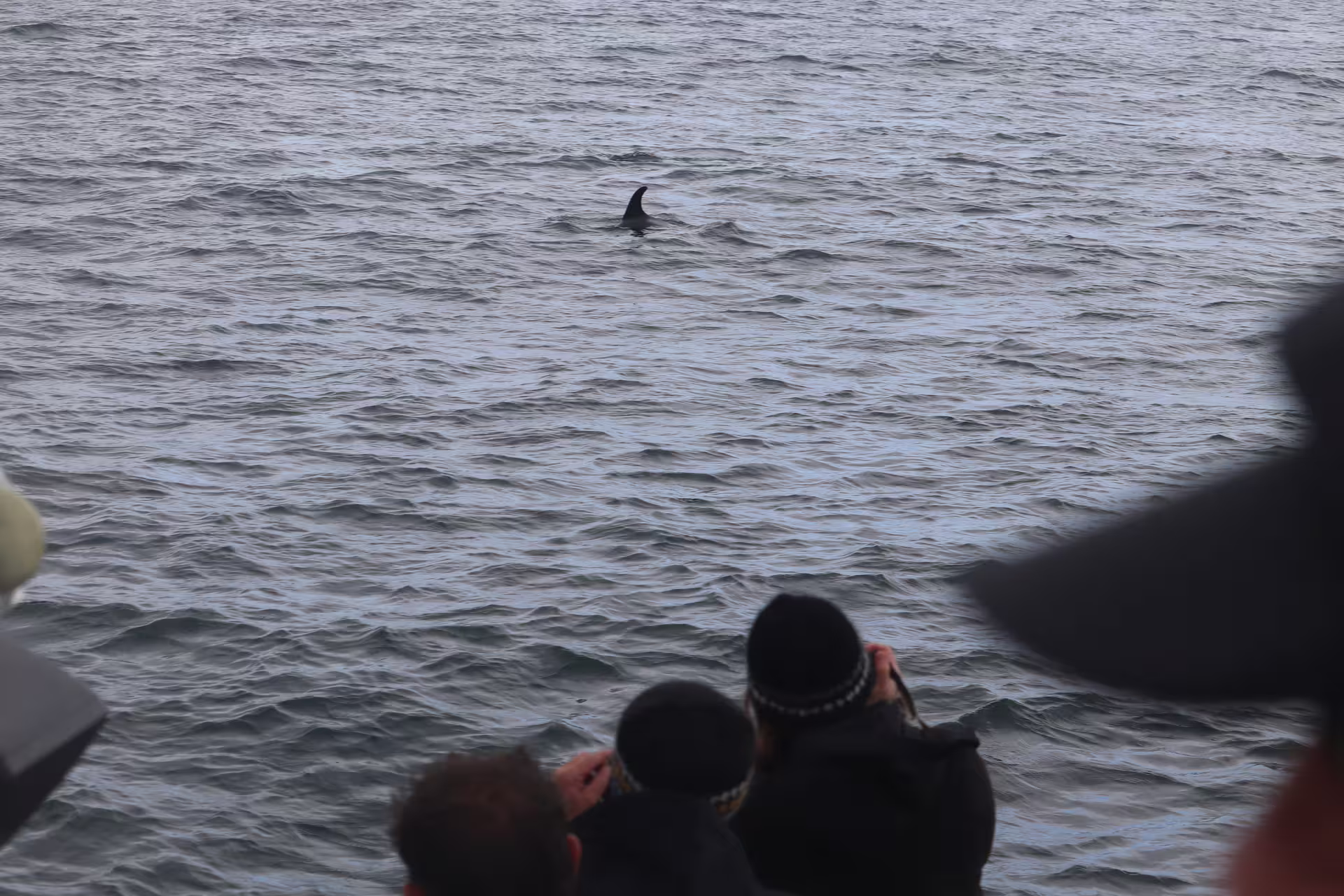 Whale fin visible in ocean waters as whale watching tour passengers photograph from boat in Reykjavik