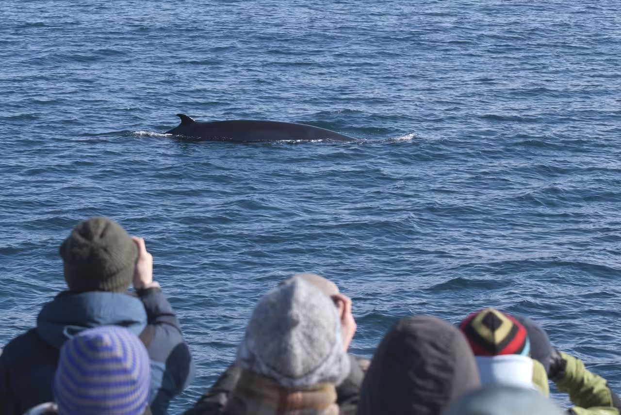 Tourists on a boat watching a whale surfacing in Faxafloi Bay during Reykjavik whale watching tour
