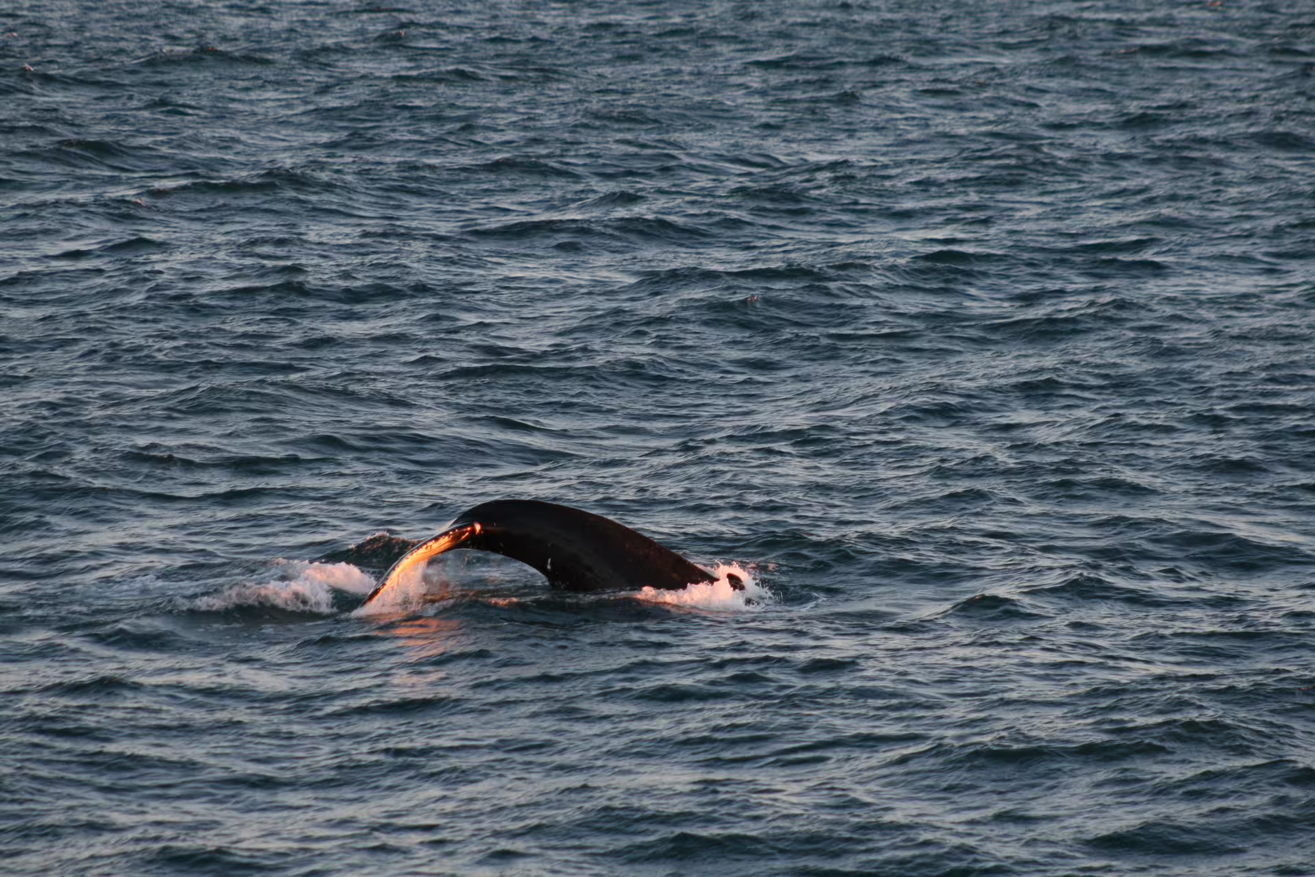 Humpback whale diving into choppy ocean waters near Reykjavik at dusk