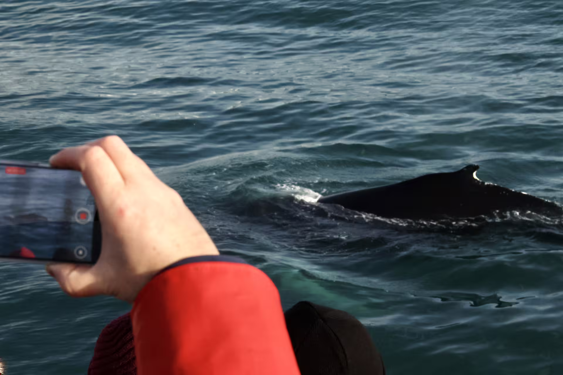 Person filming humpback whale surfacing close to boat during Reykjavik whale watching tour
