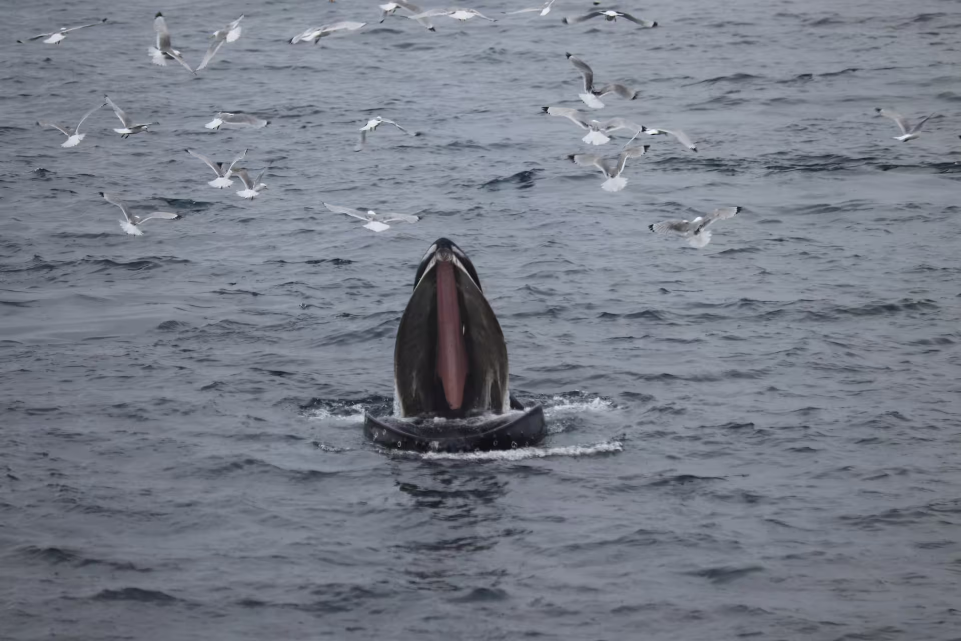 Humpback whale lunge feeding at surface surrounded by seagulls in Reykjavik waters