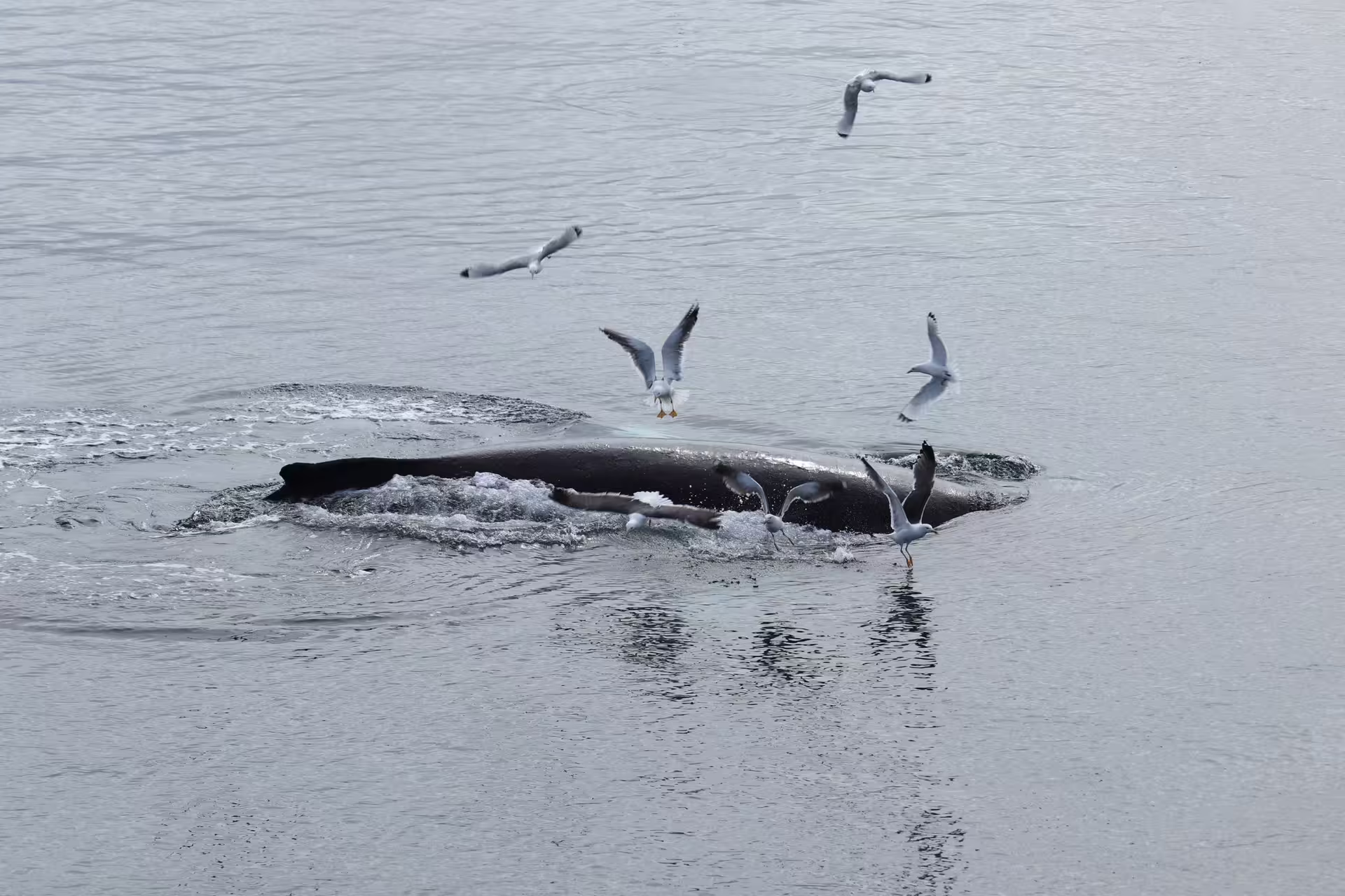 Humpback whale surfacing near Reykjavik with seagulls flying overhead during whale watching tour