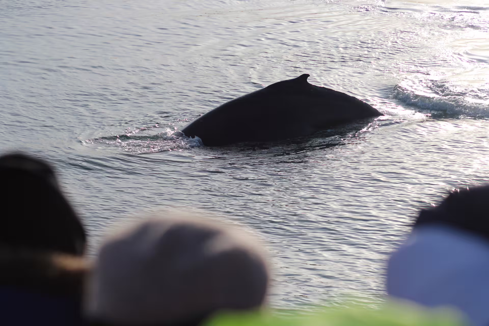 Whale surfacing near whale watching boat in Reykjavik Iceland with passengers watching