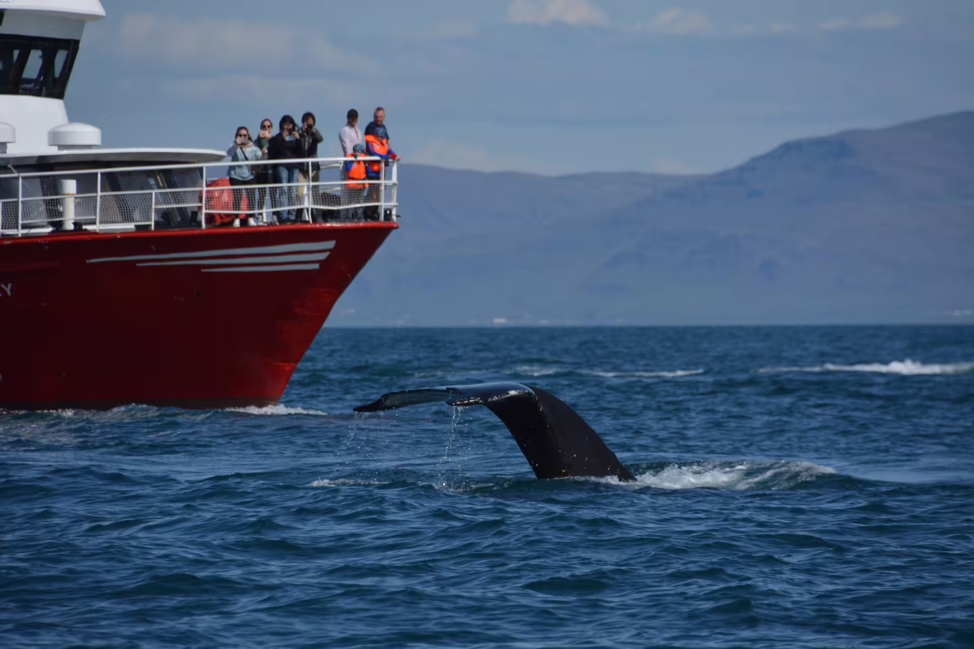 Whale tail fluking beside a red whale watching boat with tourists on deck near Reykjavik, Iceland