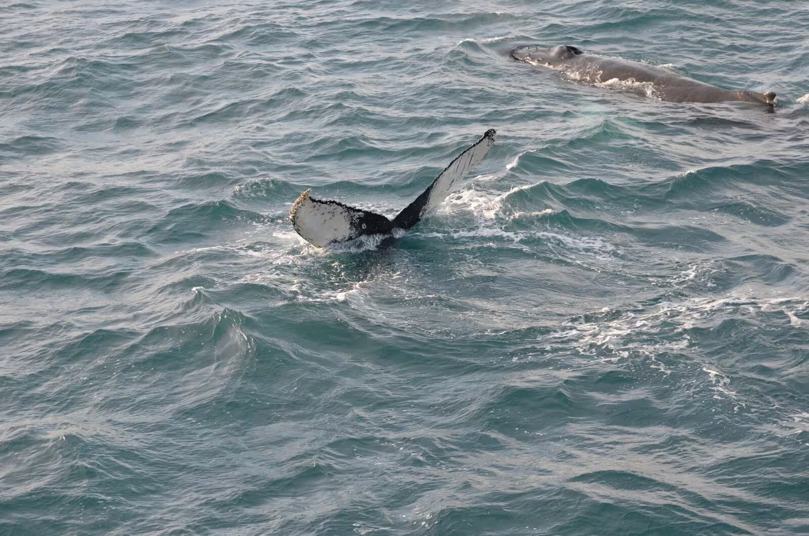 Humpback whale tail fluke breaching ocean surface during Reykjavik whale watching tour