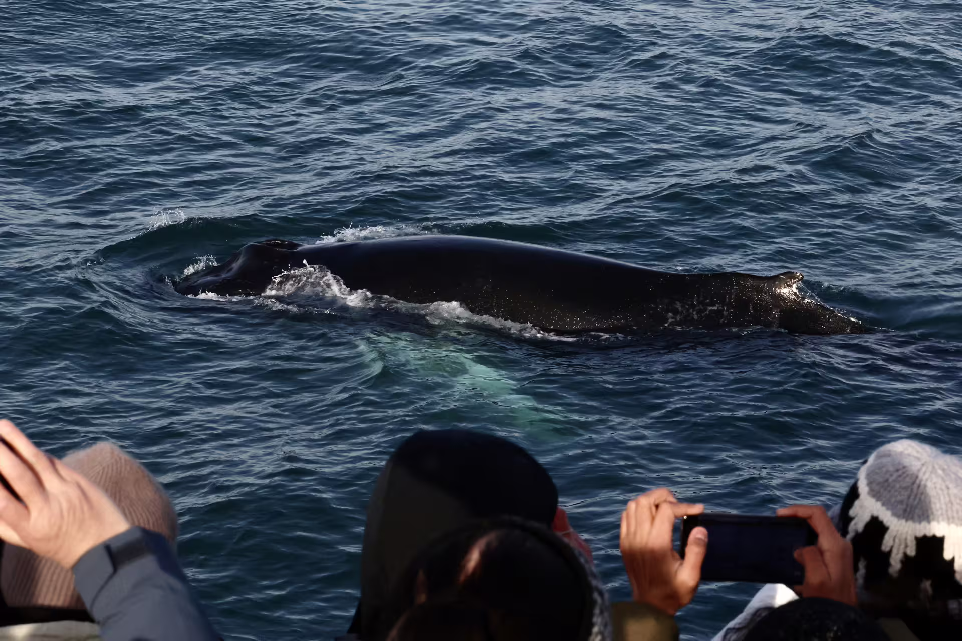 Whale surfacing near whale watching boat with tourists photographing from deck in Reykjavik