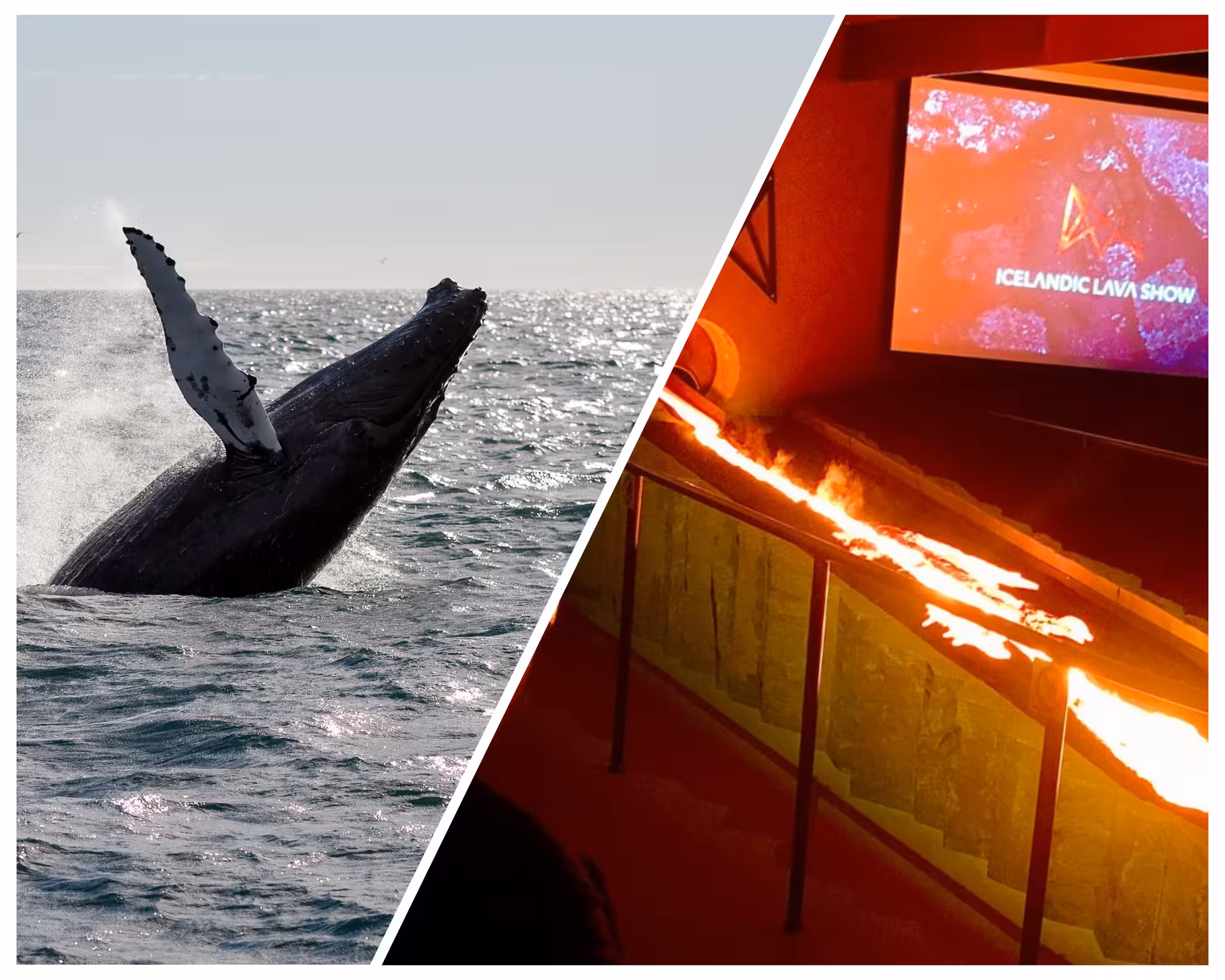 Enjoy two of Iceland’s most popular experiences in one day: whale watching from Reykjavík Harbour and the award-winning Lava Show, where rea