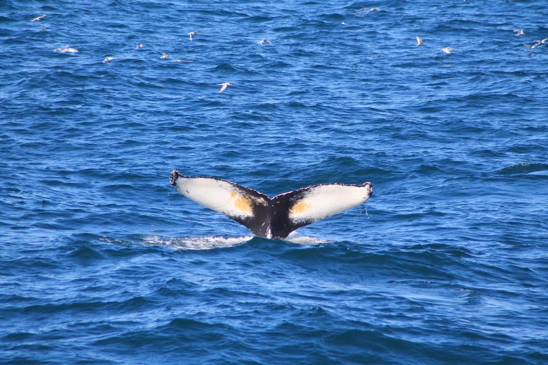 Enjoy two of Iceland’s most popular experiences in one day: whale watching from Reykjavík Harbour and the award-winning Lava Show, where rea