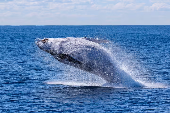 A cover photo feating images of a yacht, a whale tail, a whale leaping out of the water and the inside of the luxurious yacht
