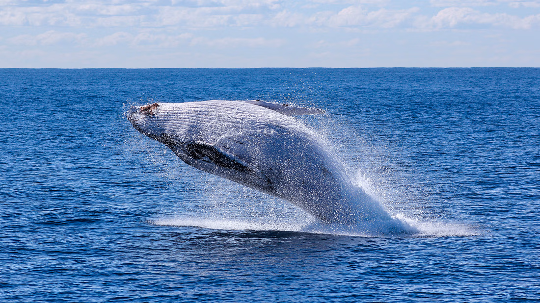 A cover photo feating images of a yacht, a whale tail, a whale leaping out of the water and the inside of the luxurious yacht