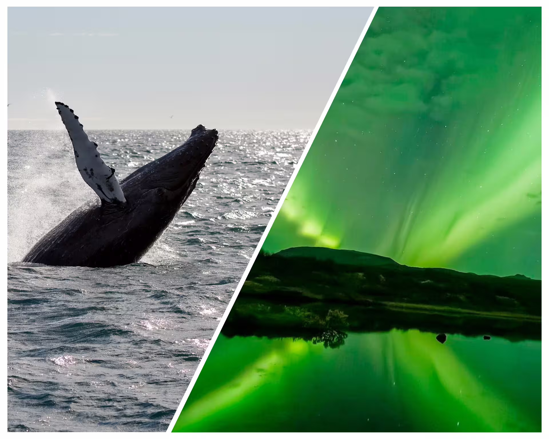 Humpback whale breaching ocean surface beside vibrant green northern lights reflecting over calm Icelandic waters