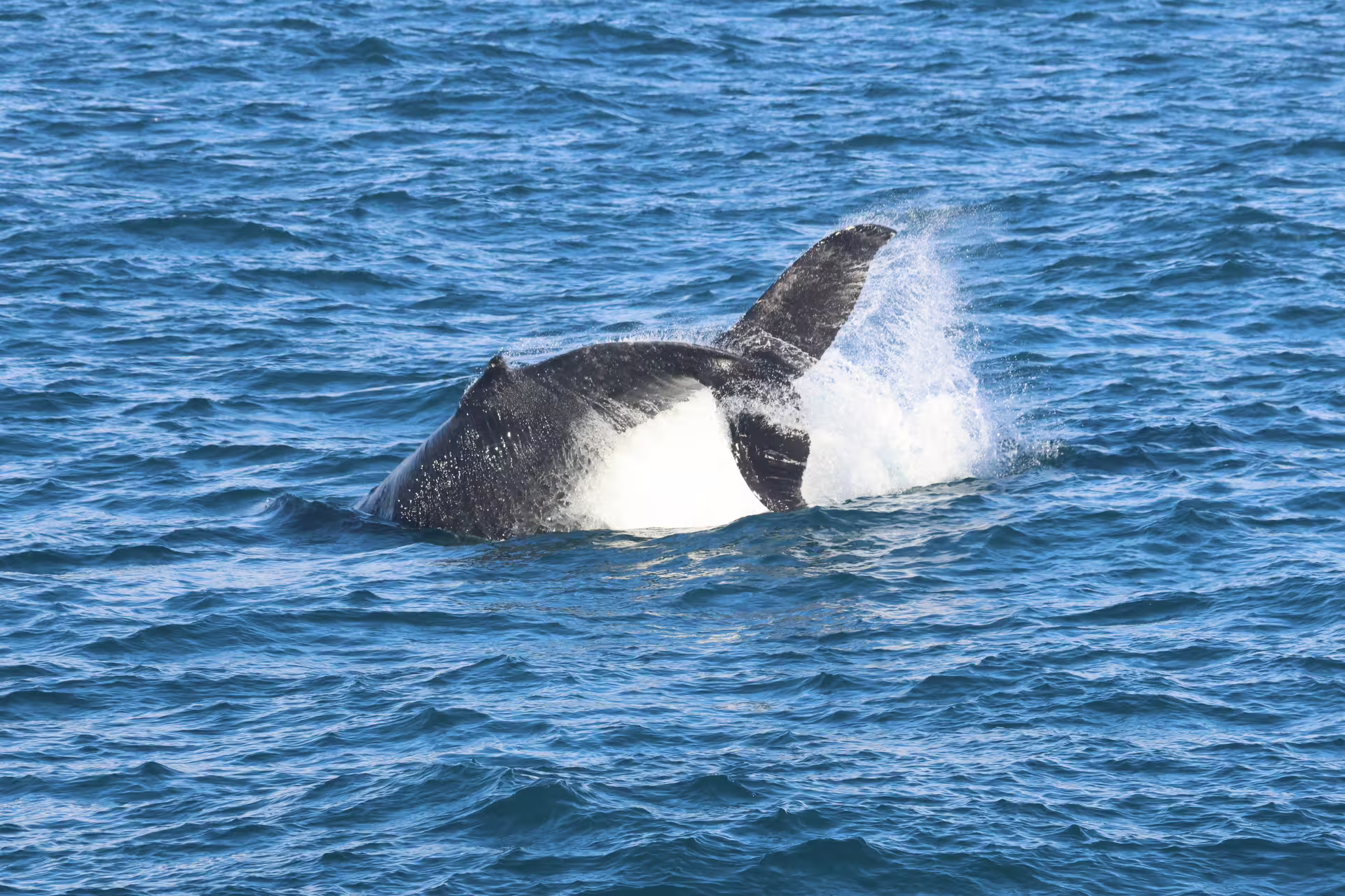 Orca whale breaching the surface of the ocean near Reykjavik Iceland