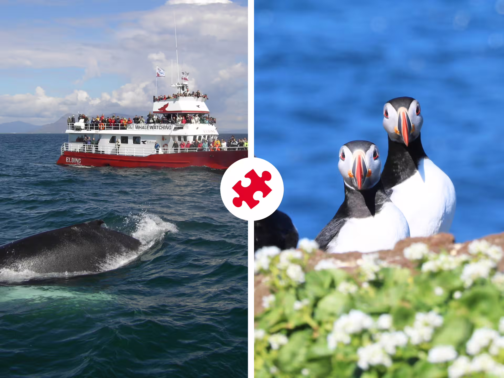 Elding whale watching boat with tourists beside a humpback whale, and two Atlantic puffins on rocky cliffs in Iceland