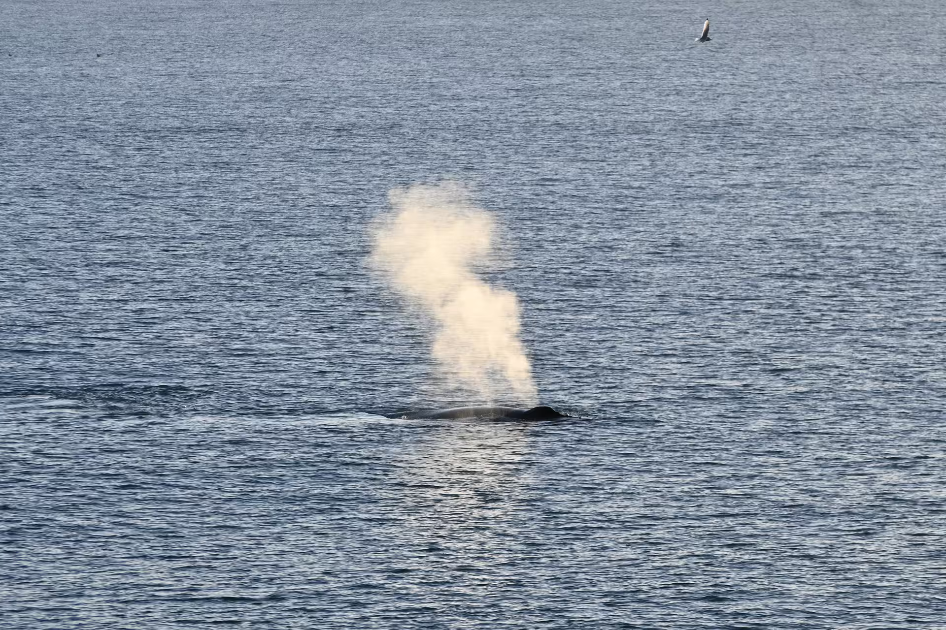 Whale spouting a tall water spout while surfacing in calm ocean waters near Reykjavik