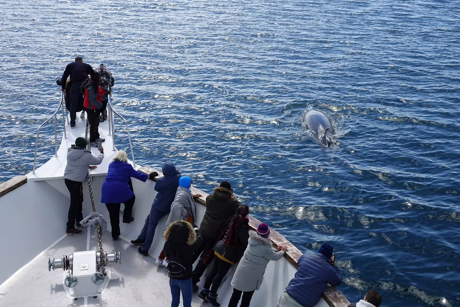Tourists on a superyacht bow watching a dolphin surfacing during a whale watching tour in Reykjavik