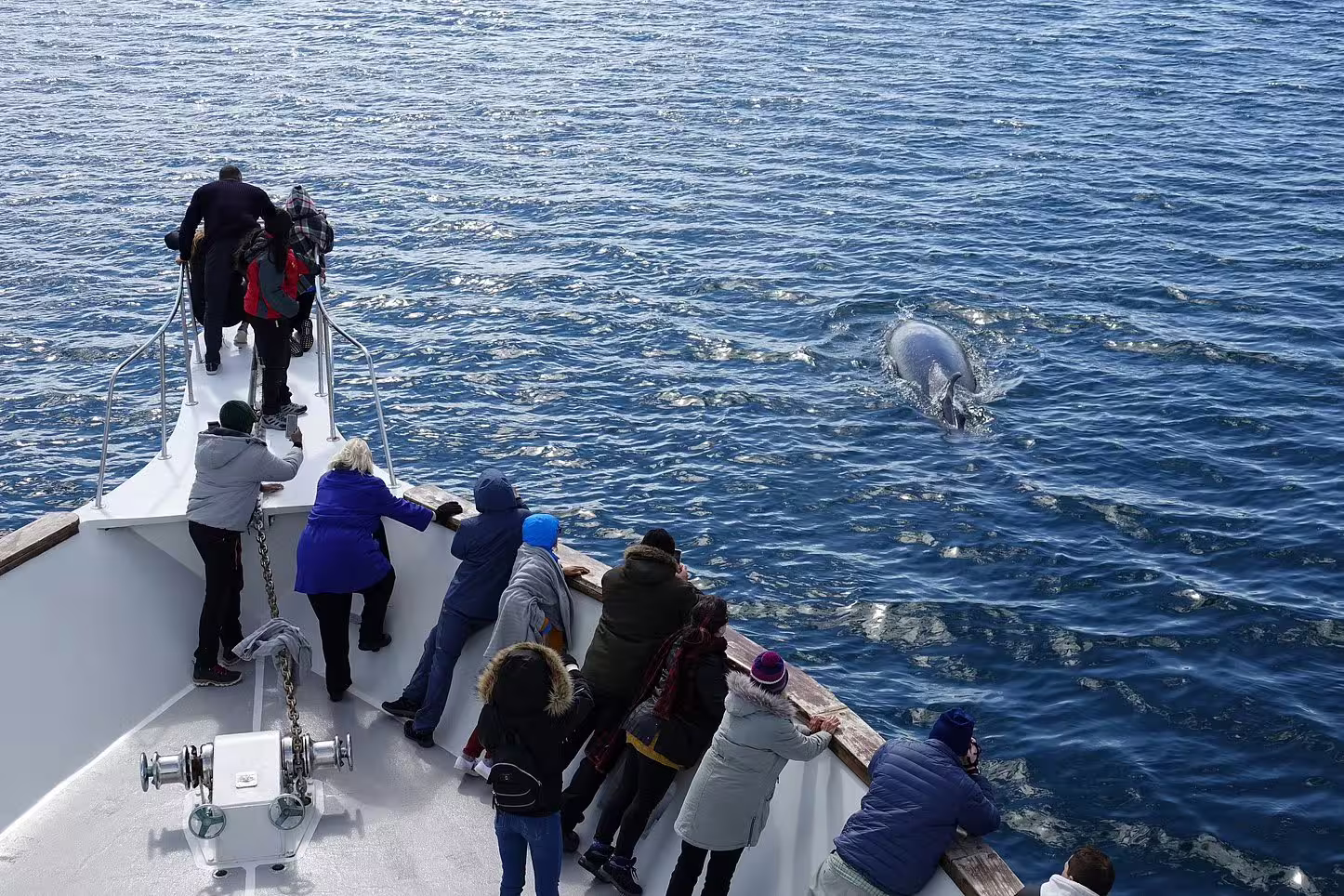 Tourists on yacht bow watching dolphin leap from ocean during Reykjavik whale watching tour