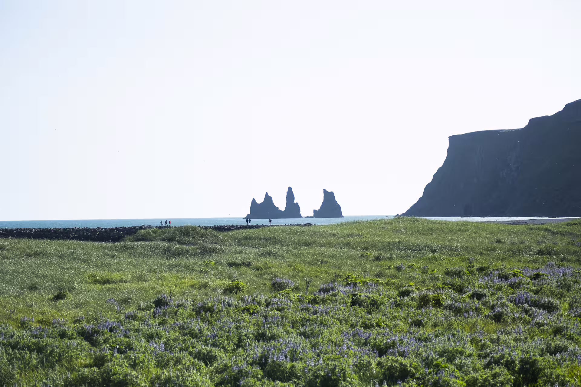 Green meadow with lupine flowers overlooking Reynisdrangar sea stacks and black cliffs near Vik Iceland