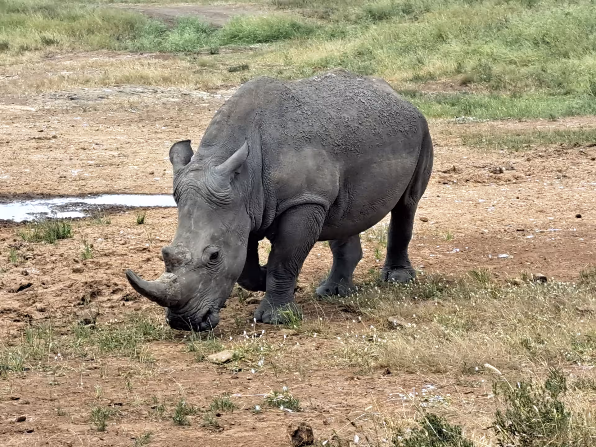 Close-up of a rhino grazing in the Great Rift Valley, perfect for wildlife enthusiasts on a safari tour.