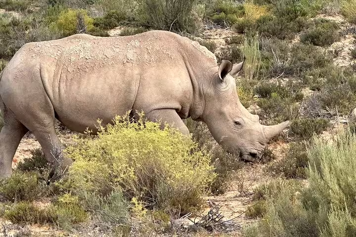 A solitary rhino grazing amidst the natural bushland on a private safari along Africa’s Garden Route.