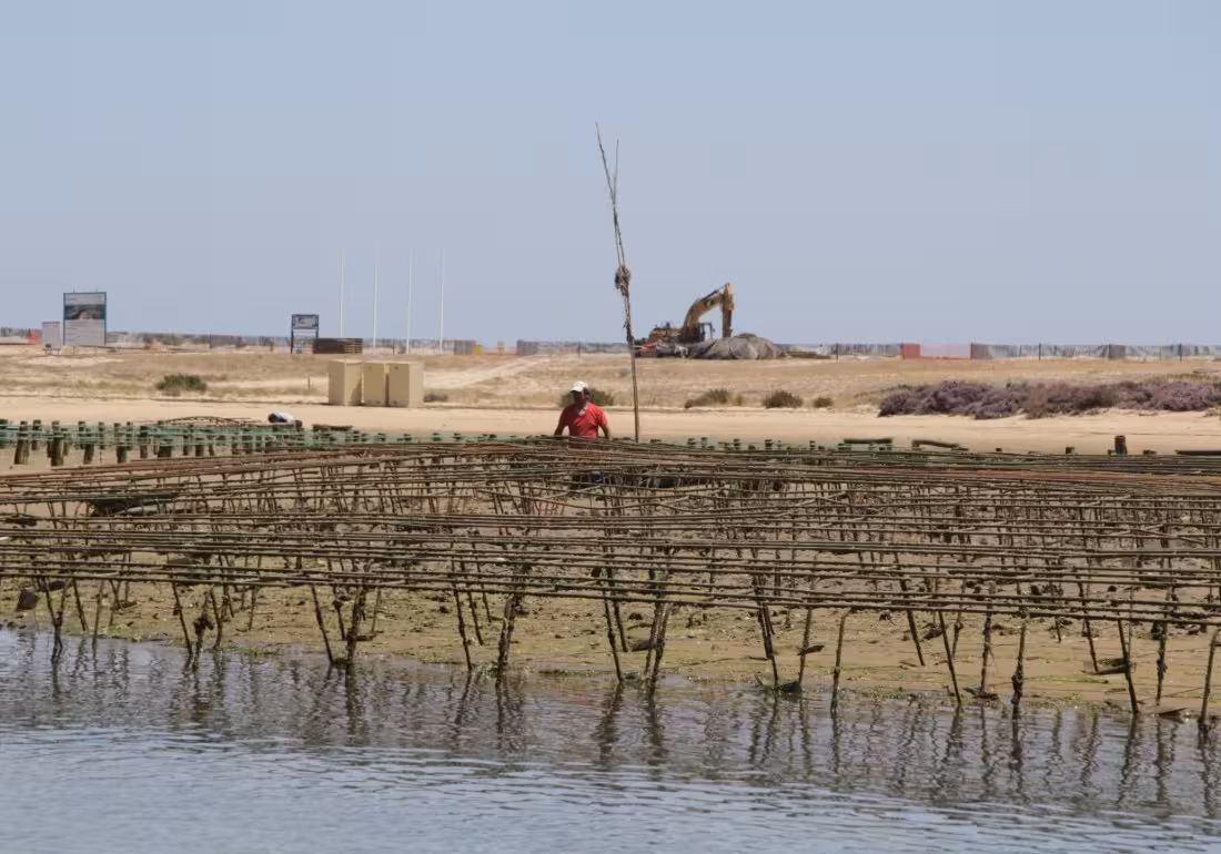 Local fisherman tending oyster beds in Ria Formosa natural park lagoon during a guided boat tour Algarve