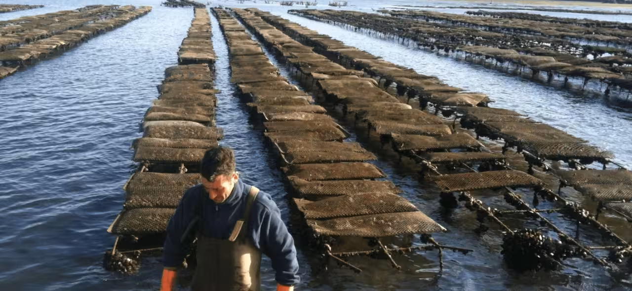 Oyster farm beds in Ria Formosa lagoon seen on Algarve boat tour, showcasing local seafood and nature