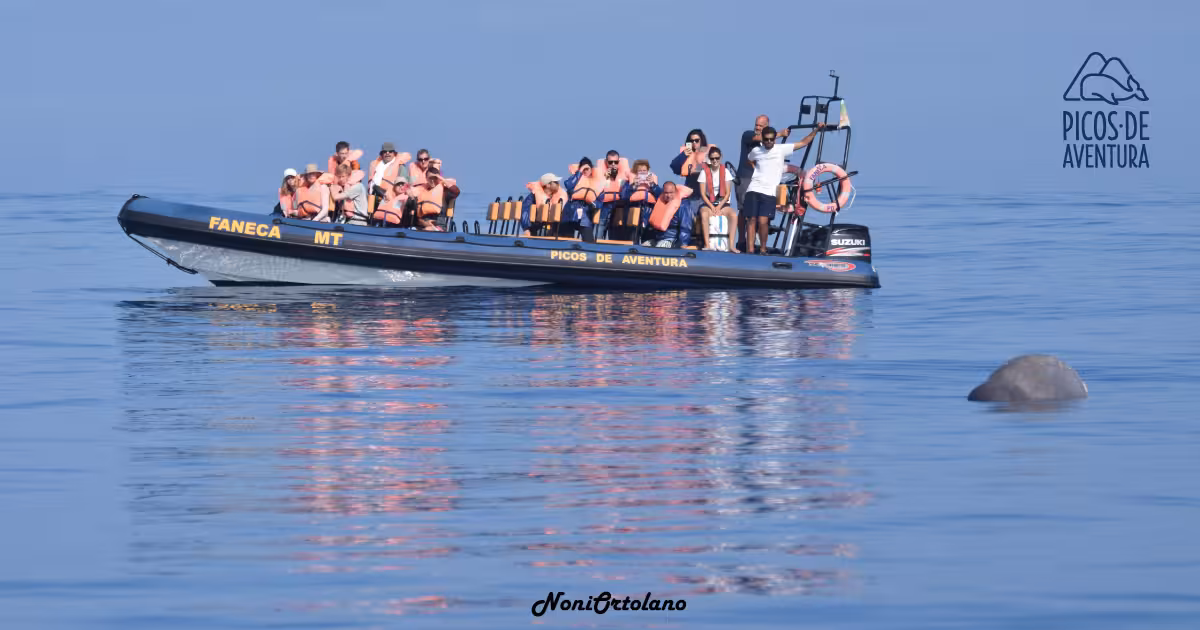 RIB boat dolphin watching on a full-day maritime experience tour, guests in life jackets on calm sea