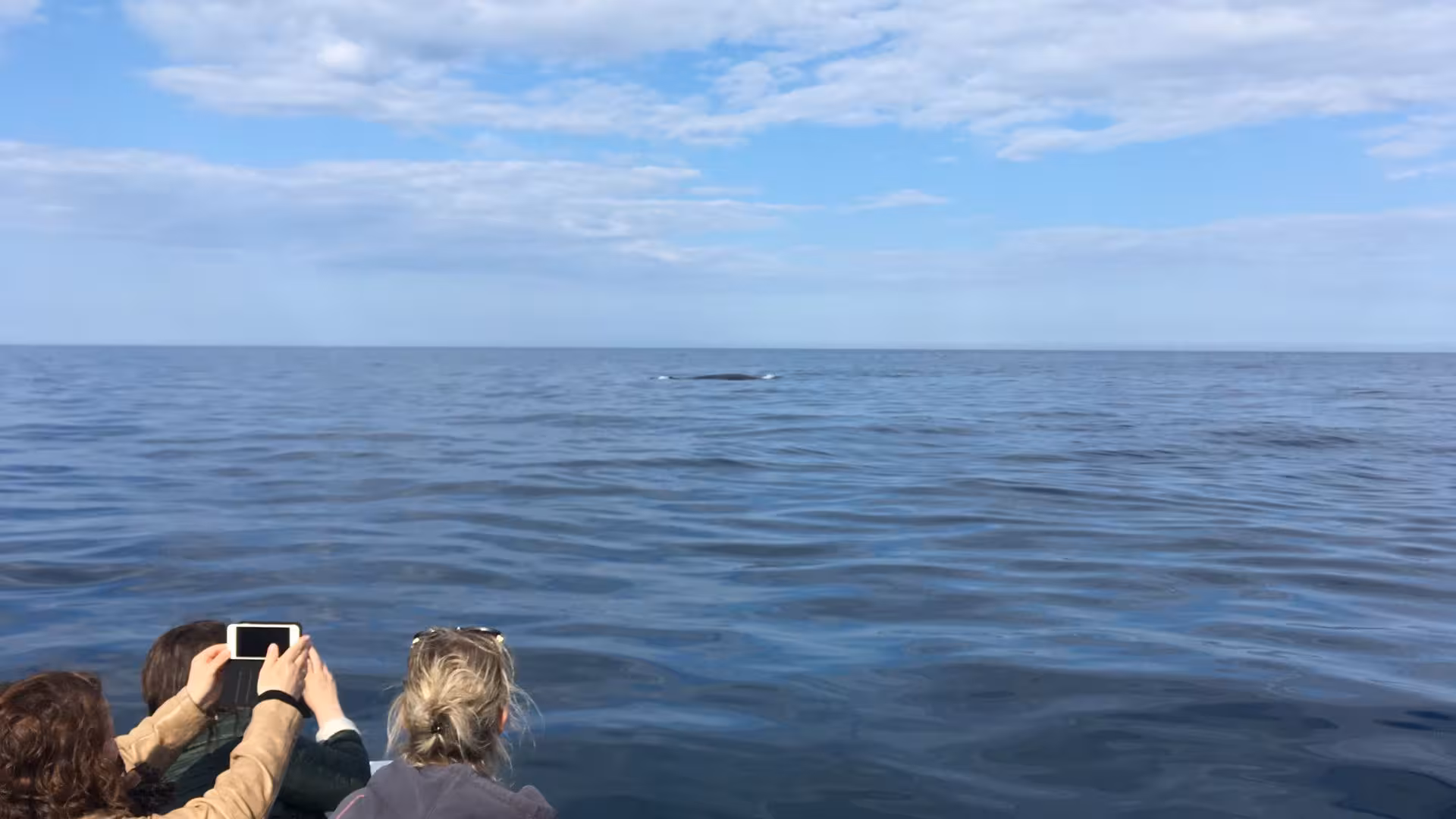 Travelers on a RIB observing a dolphin surfacing in the open sea near Cala Gonone, Sardinia.