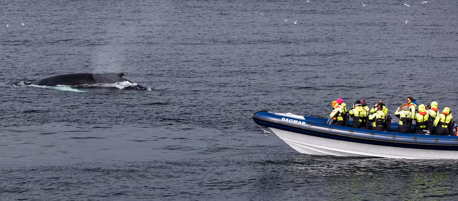 Tourists in yellow jackets on RIB boat watching humpback whale surfacing during 2-hour whale watching tour
