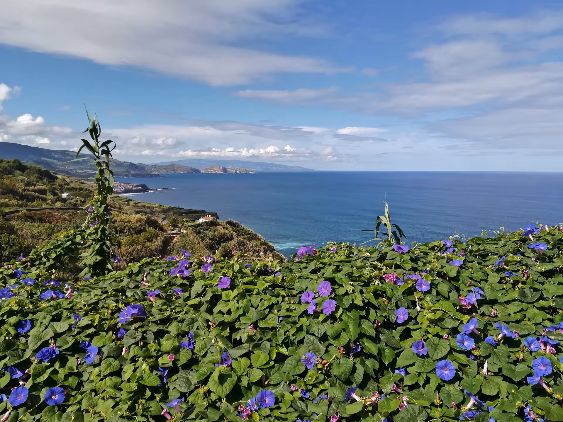Wildflower-covered viewpoint over the Atlantic on Ribeira Funda and Praia da Viola full-day walking tour