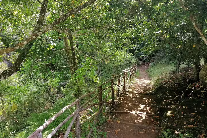 Enchanted forest trail in Ribeiro Frio, Madeira with sun-dappled path perfect for hiking and nature walks.