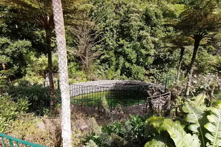 Lush forest scenery at Ribeiro Frio, showcasing vibrant greenery and a serene pond surrounded by ferns.